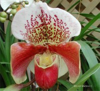 /album/fotogaleria/foto-de-orquidea1-1-jpg/